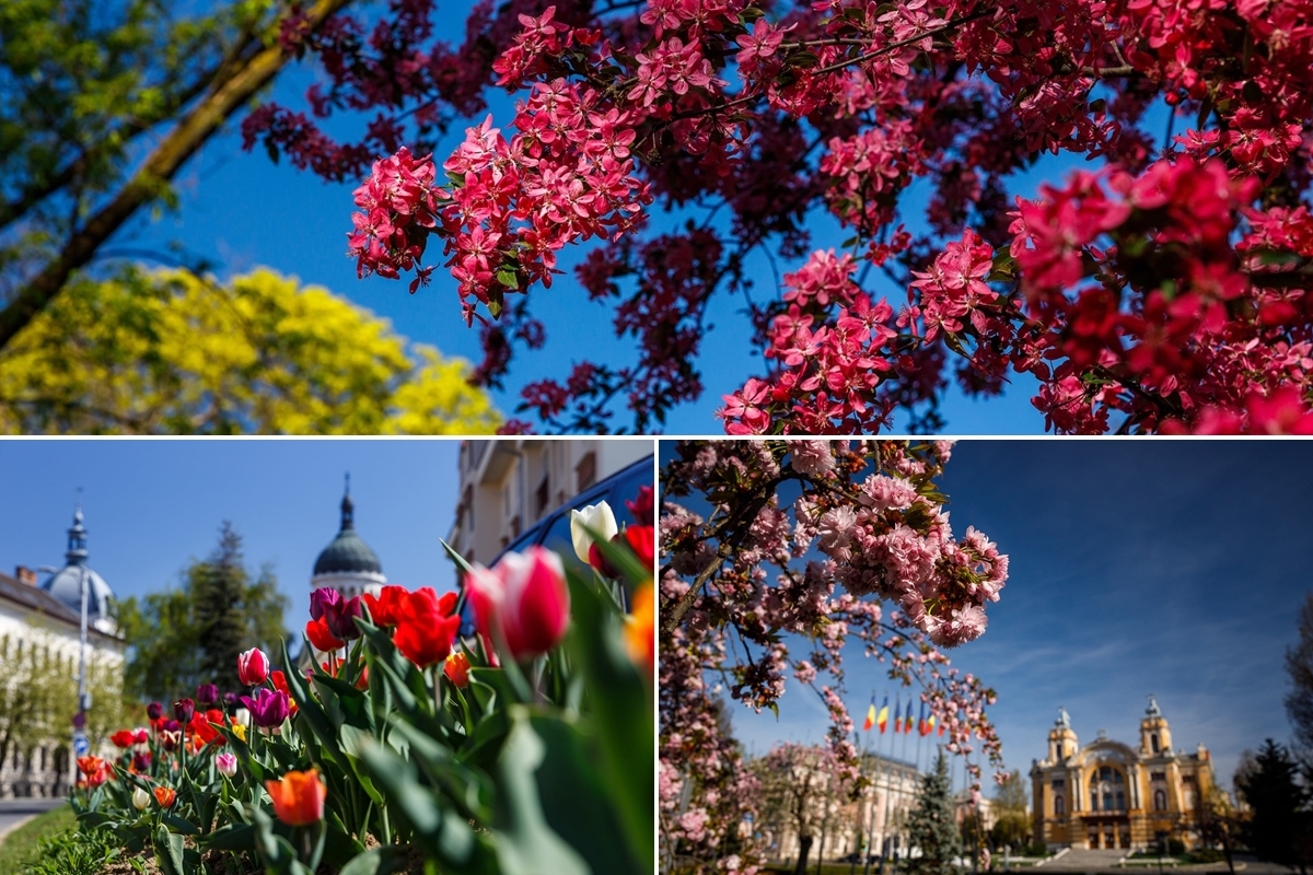 Bald wieder ... Cluj-Napoca im Frühling - ein Meer von Blüten
